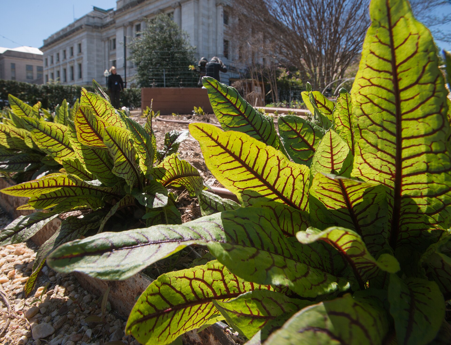 A community garden with raised beds of leafy plants beside a public building.